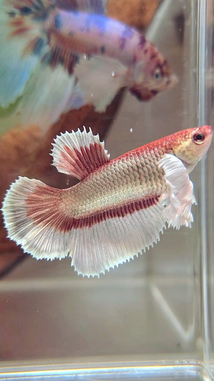 WEIBLICHER HALFMOND-SUPER-DUMBO-OHR-ROTER KUPFER-SCHMETTERLING-BETTA-FISCH