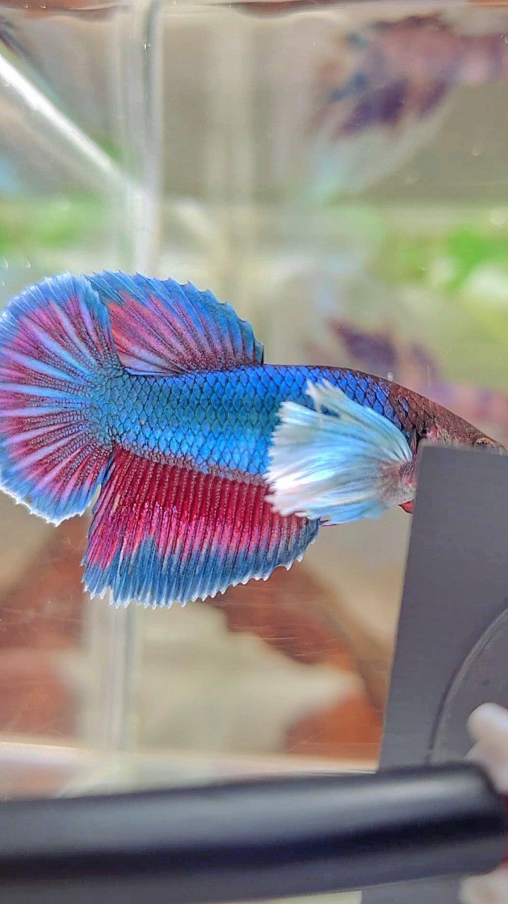 FEMALE HALFMOON SUPER DUMBO EAR BLUE GREEN TURQUOISE BETTA FISH