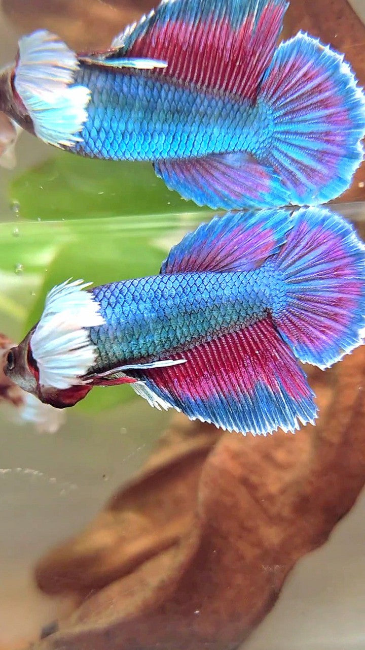 FEMALE HALFMOON SUPER DUMBO EAR BLUE GREEN TURQUOISE BETTA FISH