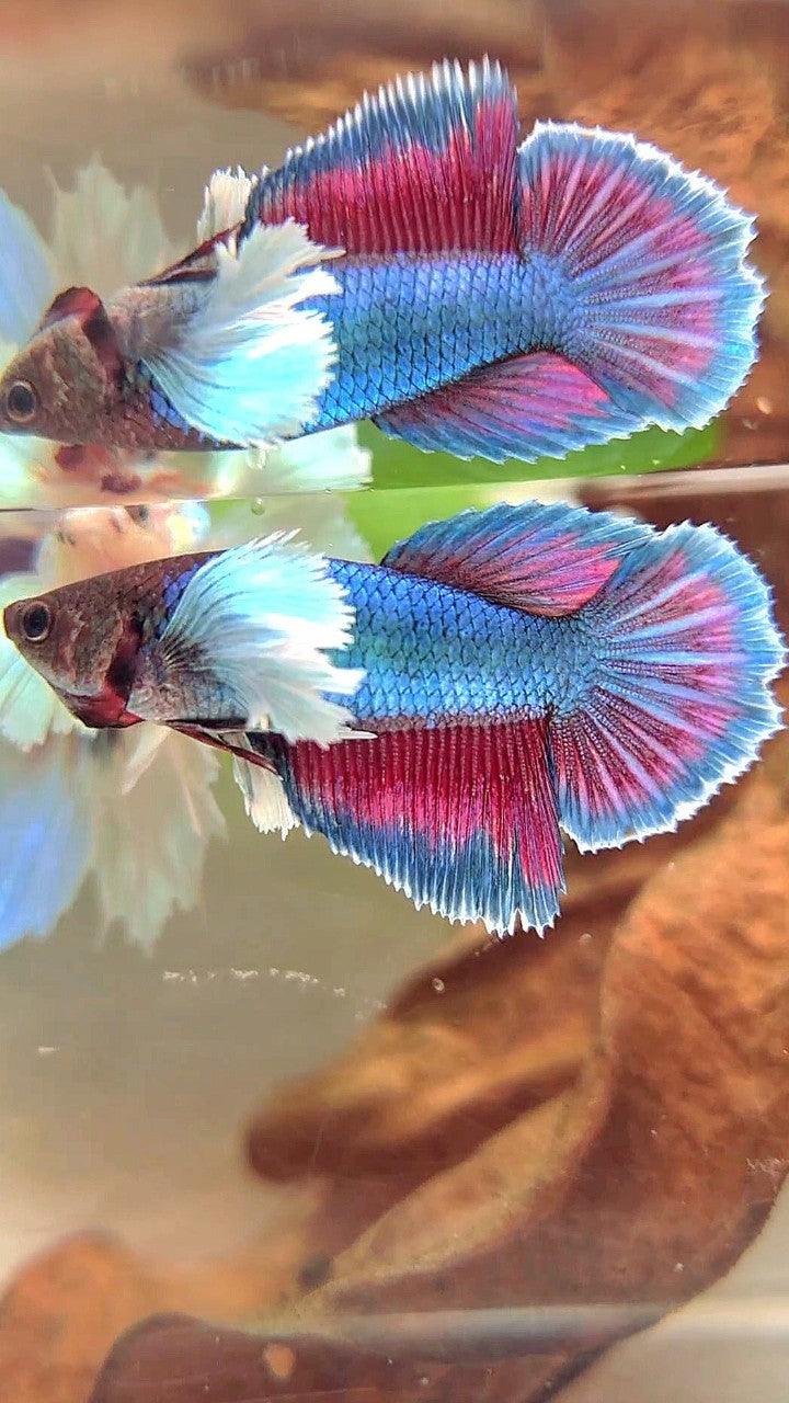 FEMALE HALFMOON SUPER DUMBO EAR BLUE GREEN TURQUOISE BETTA FISH