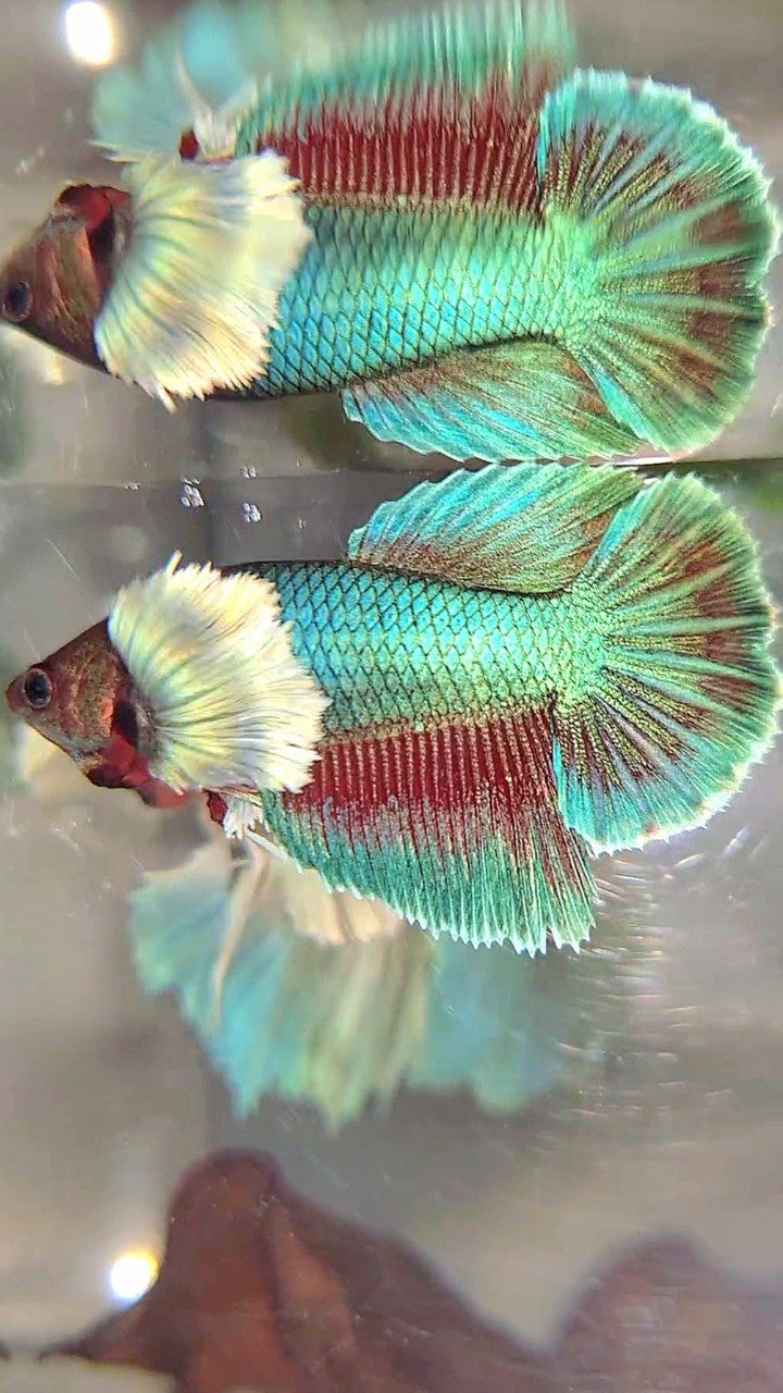 FEMALE HALFMOON SUPER DUMBO EAR BLUE GREEN TURQUOISE BETTA FISH