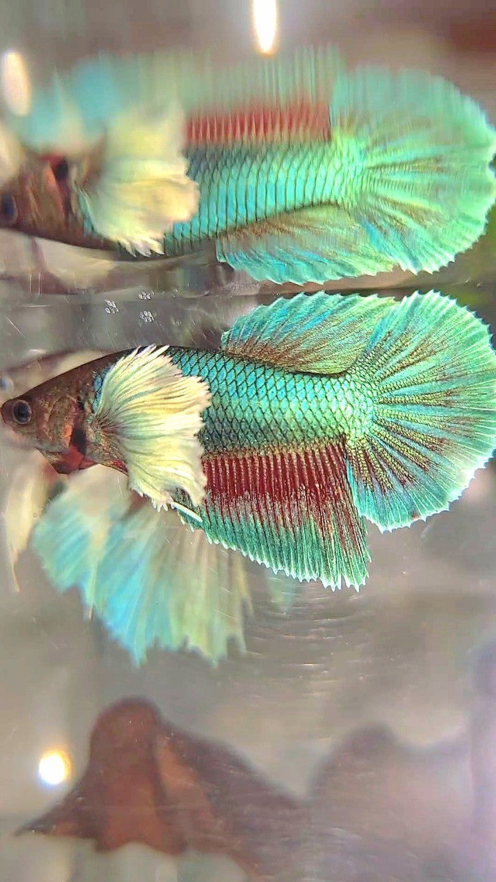 FEMALE HALFMOON SUPER DUMBO EAR BLUE GREEN TURQUOISE BETTA FISH