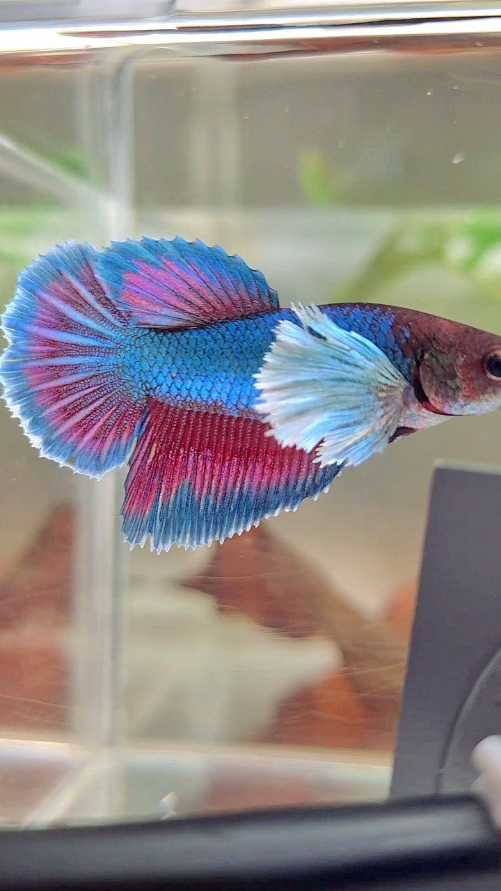 FEMALE HALFMOON SUPER DUMBO EAR BLUE GREEN TURQUOISE BETTA FISH