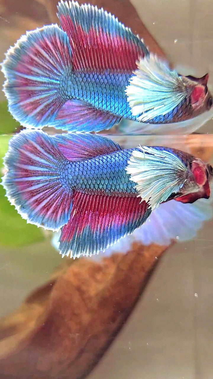 FEMALE HALFMOON SUPER DUMBO EAR BLUE GREEN TURQUOISE BETTA FISH