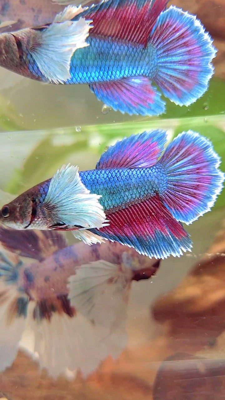 FEMALE HALFMOON SUPER DUMBO EAR BLUE GREEN TURQUOISE BETTA FISH