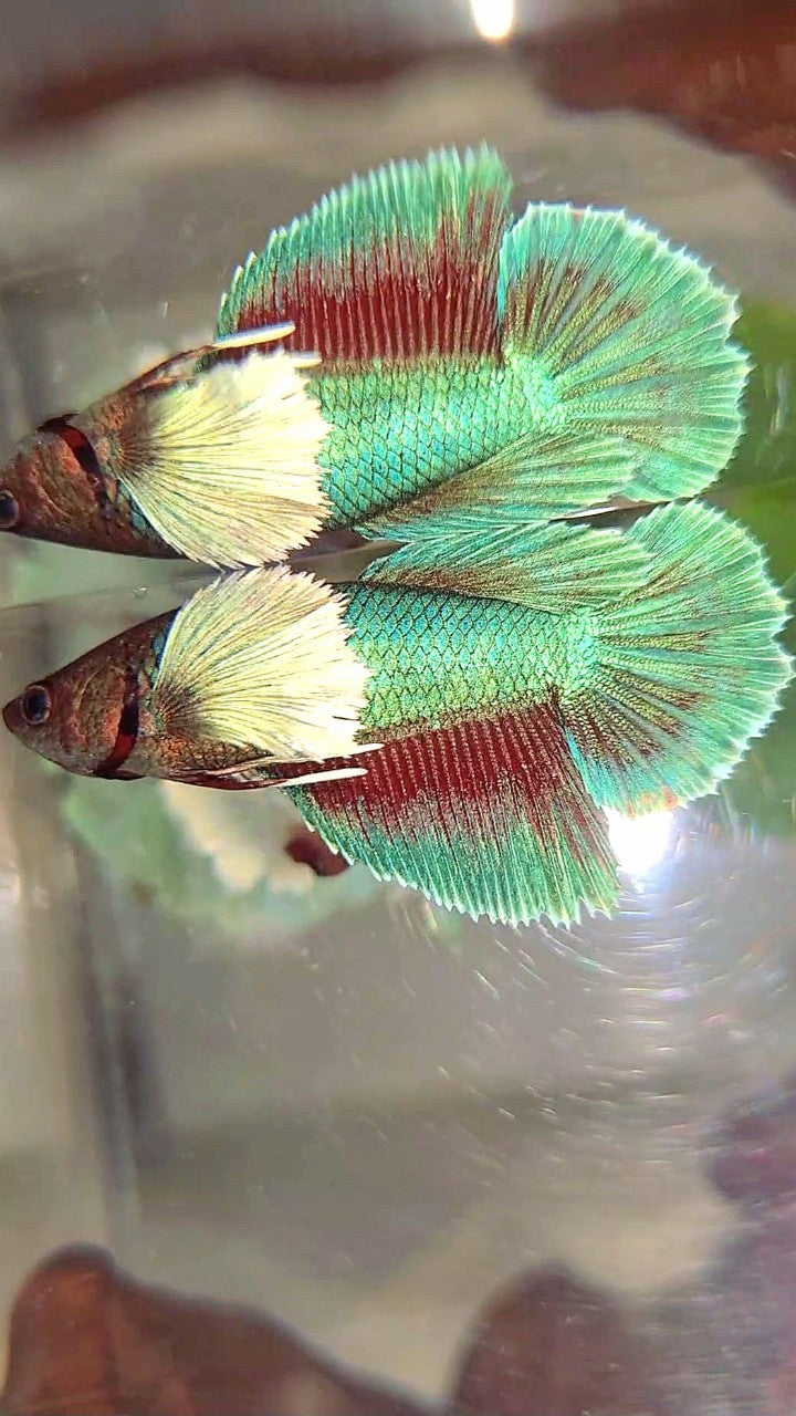 FEMALE HALFMOON SUPER DUMBO EAR BLUE GREEN TURQUOISE BETTA FISH