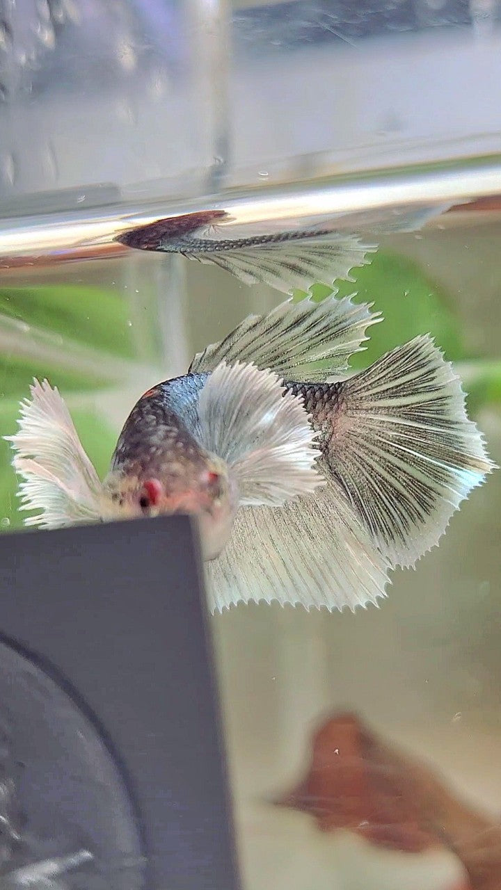 WEIBLICHER HALFMOND-SUPER-DUMBO-OHR-KUPFER-BETTA-FISCH