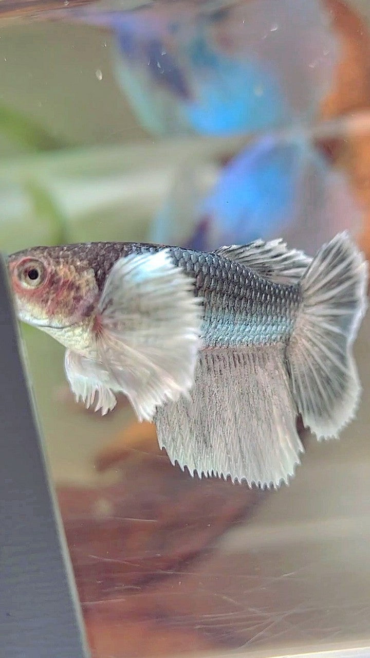 WEIBLICHER HALFMOND-SUPER-DUMBO-OHR-KUPFER-BETTA-FISCH