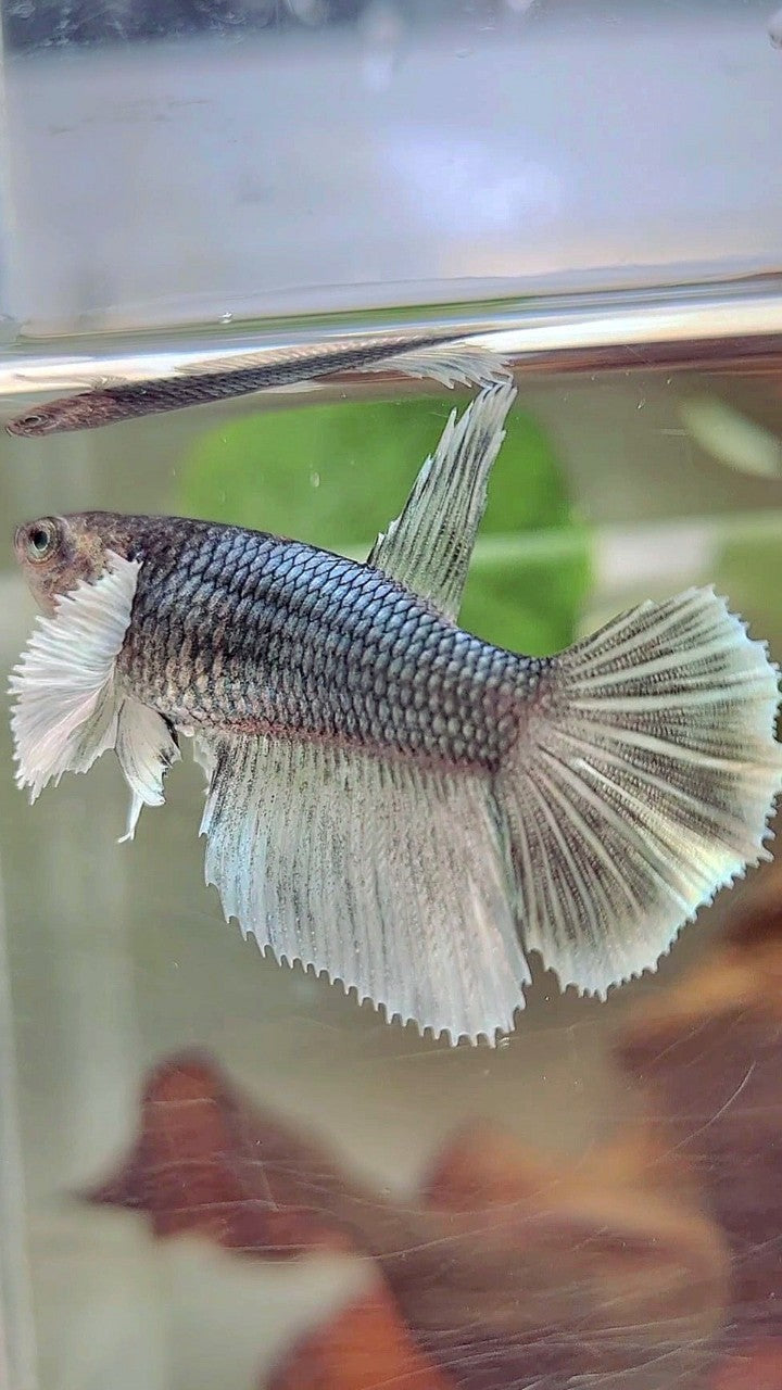 WEIBLICHER HALFMOND-SUPER-DUMBO-OHR-KUPFER-BETTA-FISCH