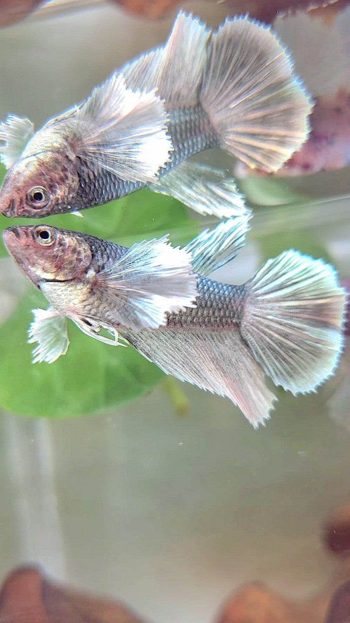 WEIBLICHER HALFMOND-SUPER-DUMBO-OHR-KUPFER-BETTA-FISCH