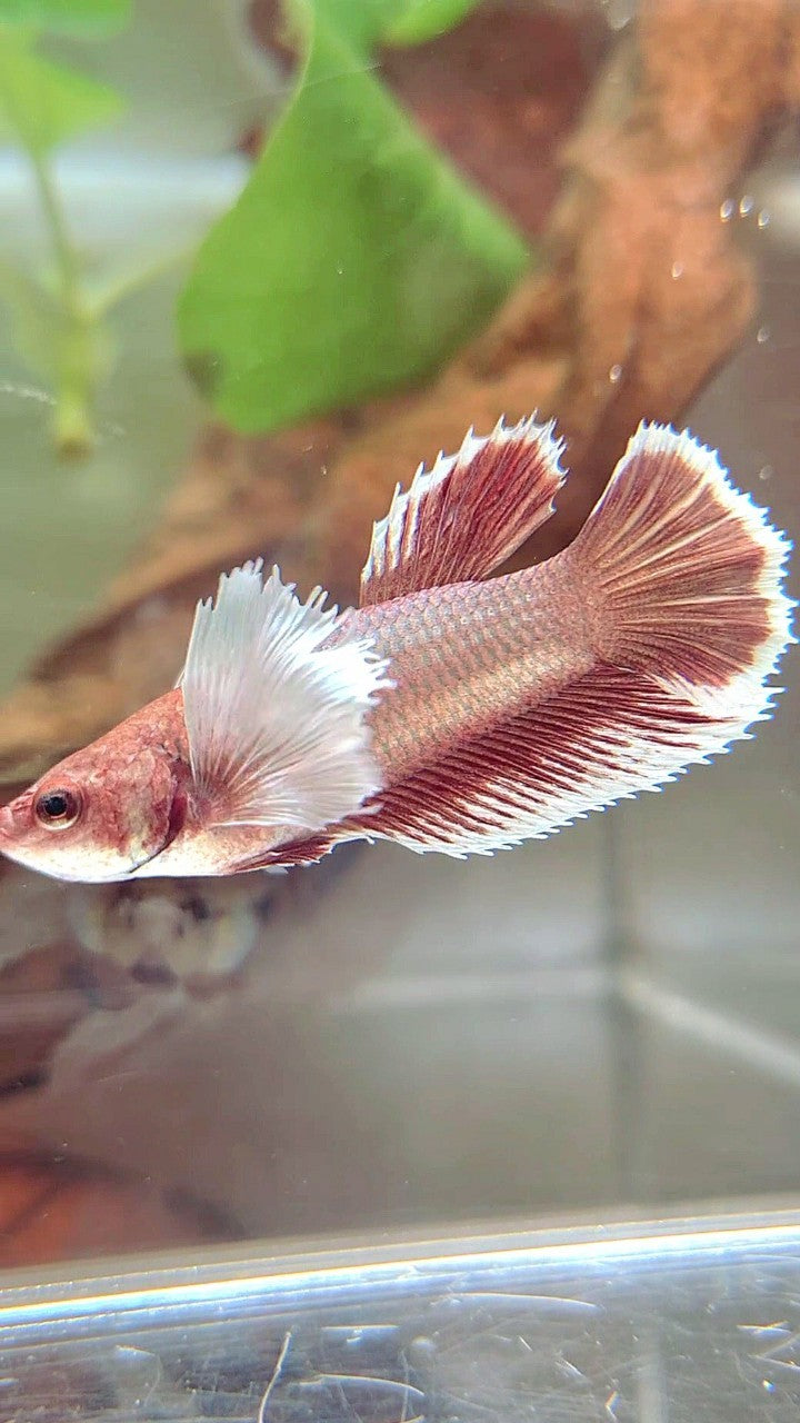 FEMALE HALFMOON DUMBO EAR RED ROSEGOLD BETTA FISH