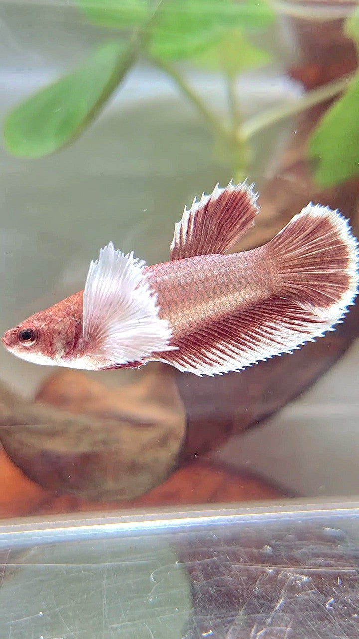 FEMALE HALFMOON DUMBO EAR RED ROSEGOLD BETTA FISH