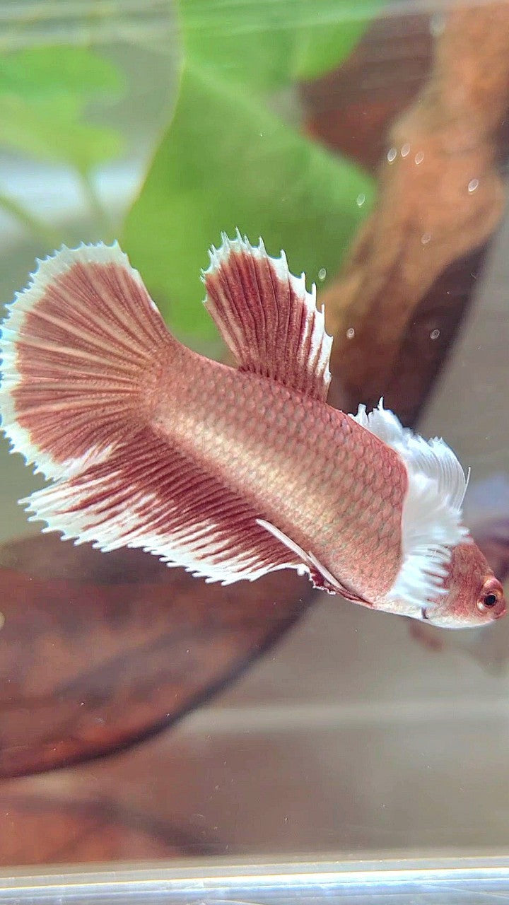 FEMALE HALFMOON DUMBO EAR RED ROSEGOLD BETTA FISH