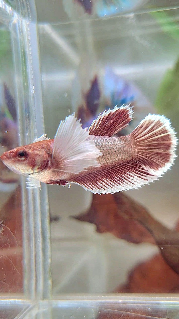 FEMALE HALFMOON DUMBO EAR RED ROSEGOLD BETTA FISH