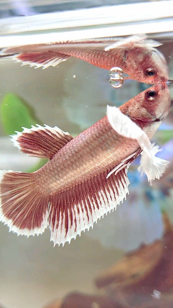 FEMALE HALFMOON DUMBO EAR RED ROSEGOLD BETTA FISH