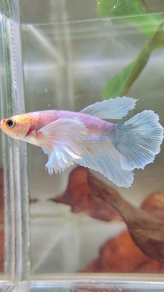 FEMALE HALFMOON SUPER DUMBO EAR WHITE FANCY BETTA FISH