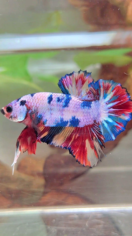 PLAKAT CANDY RAINBOW MULTICOLOR BETTA FISH