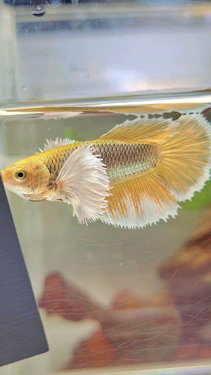 FEMALE HALFMOON SUPER DUMBO EAR YELLOW PINEAPPLE BETTA FISH