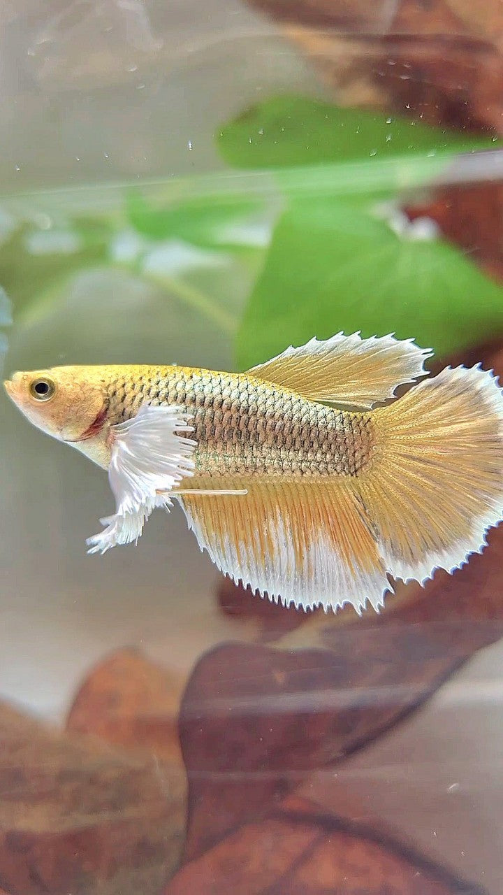 FEMALE HALFMOON SUPER DUMBO EAR YELLOW PINEAPPLE BETTA FISH