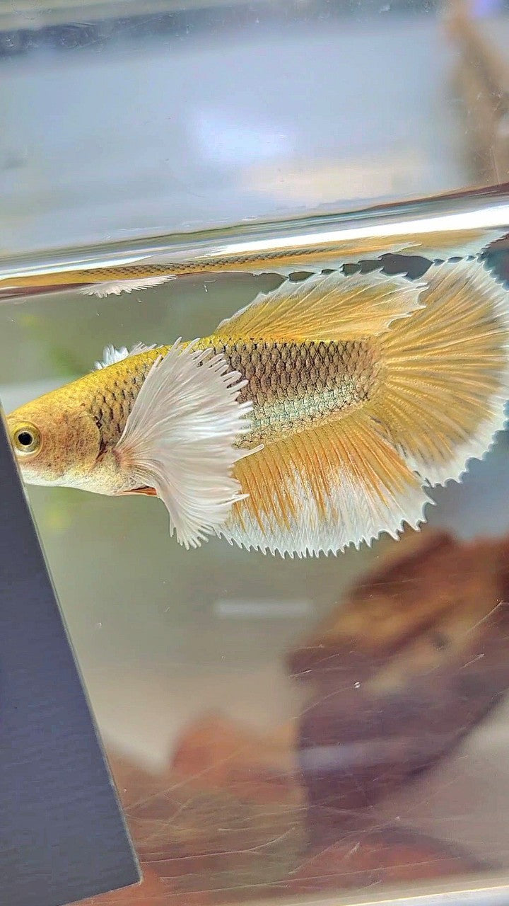 FEMALE HALFMOON SUPER DUMBO EAR YELLOW PINEAPPLE BETTA FISH