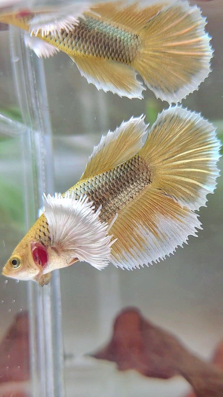 FEMALE HALFMOON SUPER DUMBO EAR YELLOW PINEAPPLE BETTA FISH