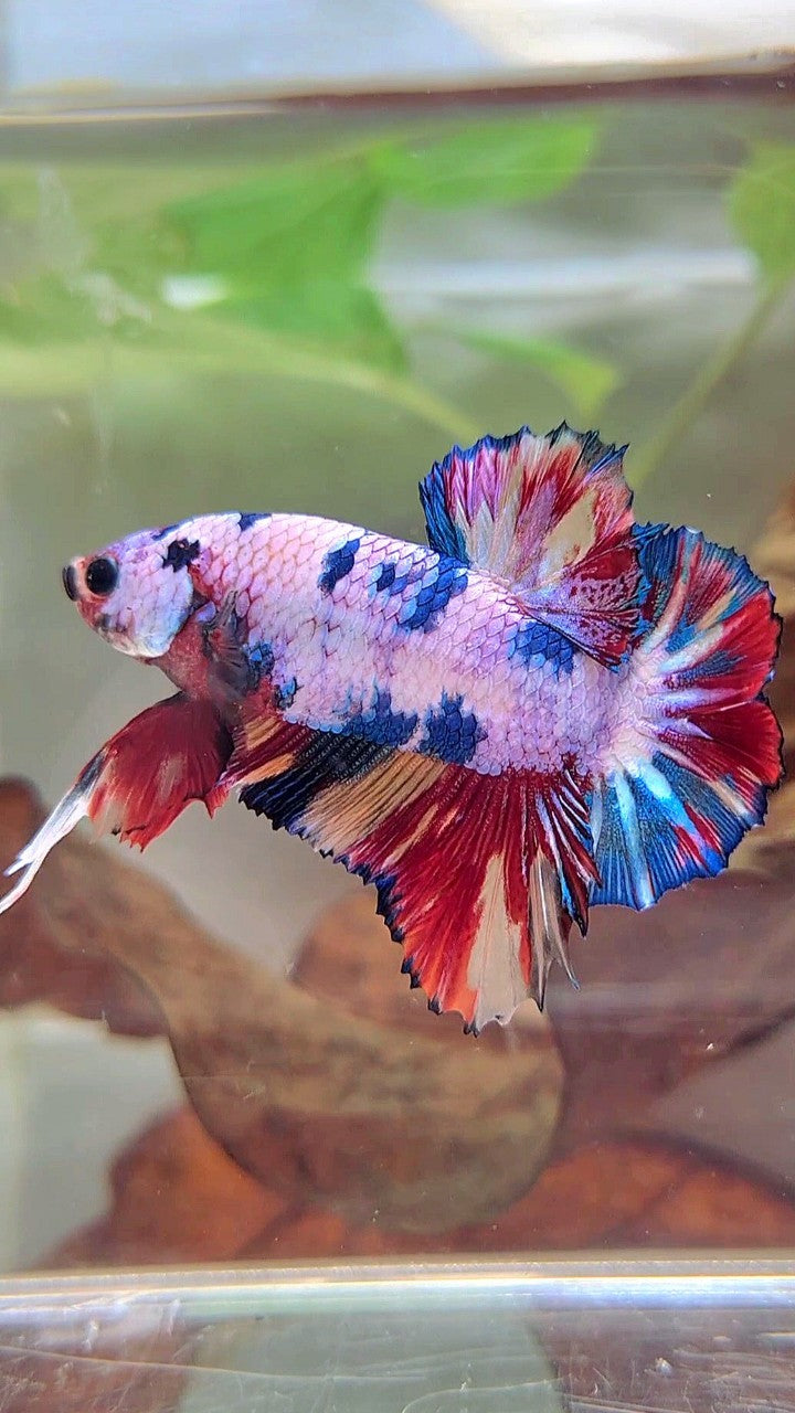 PLAKAT CANDY RAINBOW MULTICOLOR BETTA FISH