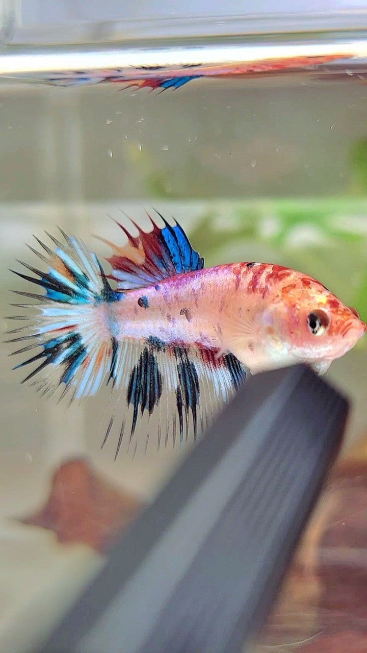 FEMALE CROWNTAIL BLUE MARBLE CANDY MULTICOLOR BETTA FISH