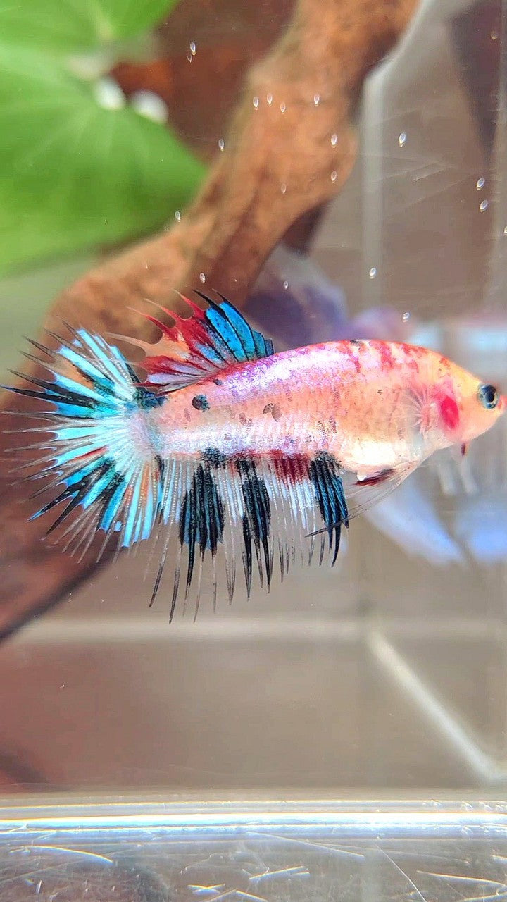 FEMALE CROWNTAIL BLUE MARBLE CANDY MULTICOLOR BETTA FISH