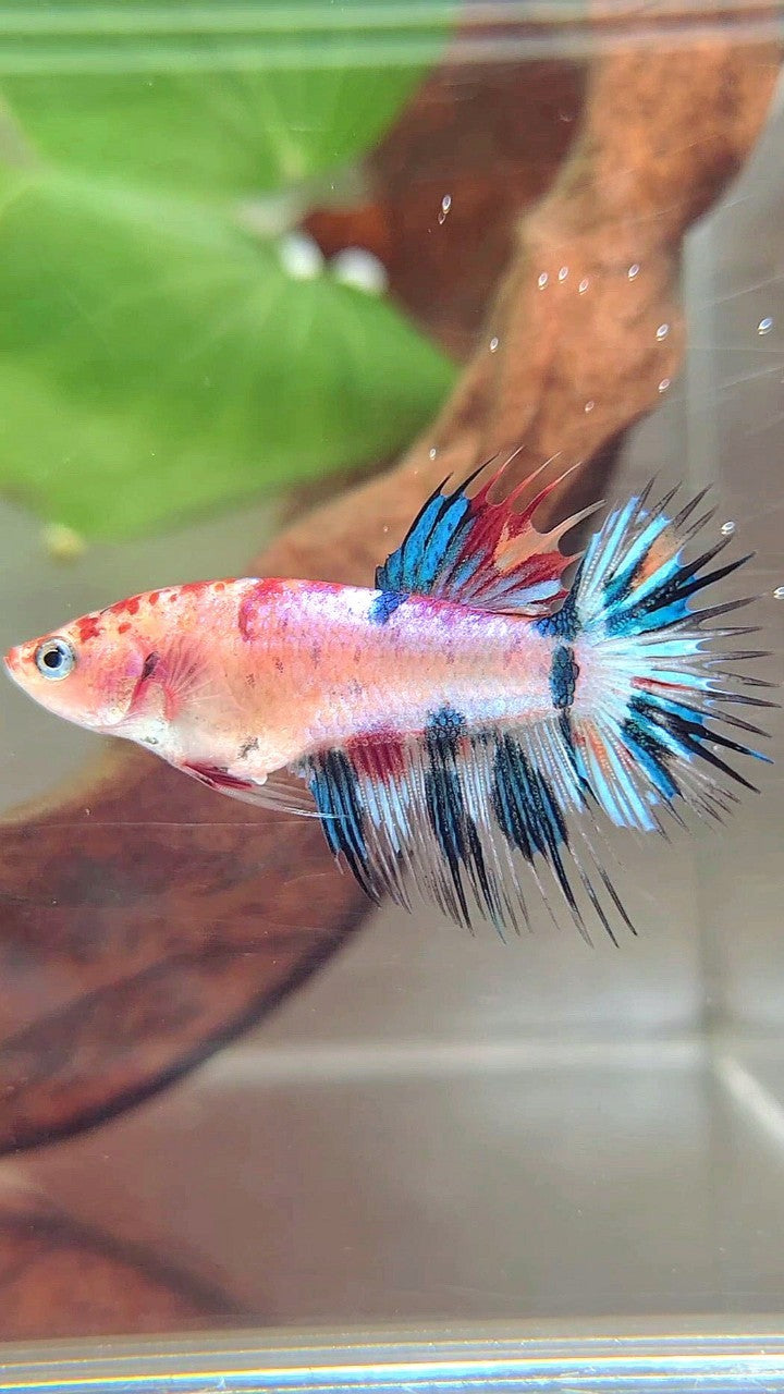 FEMALE CROWNTAIL BLUE MARBLE CANDY MULTICOLOR BETTA FISH