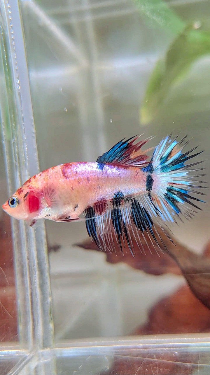 FEMALE CROWNTAIL BLUE MARBLE CANDY MULTICOLOR BETTA FISH