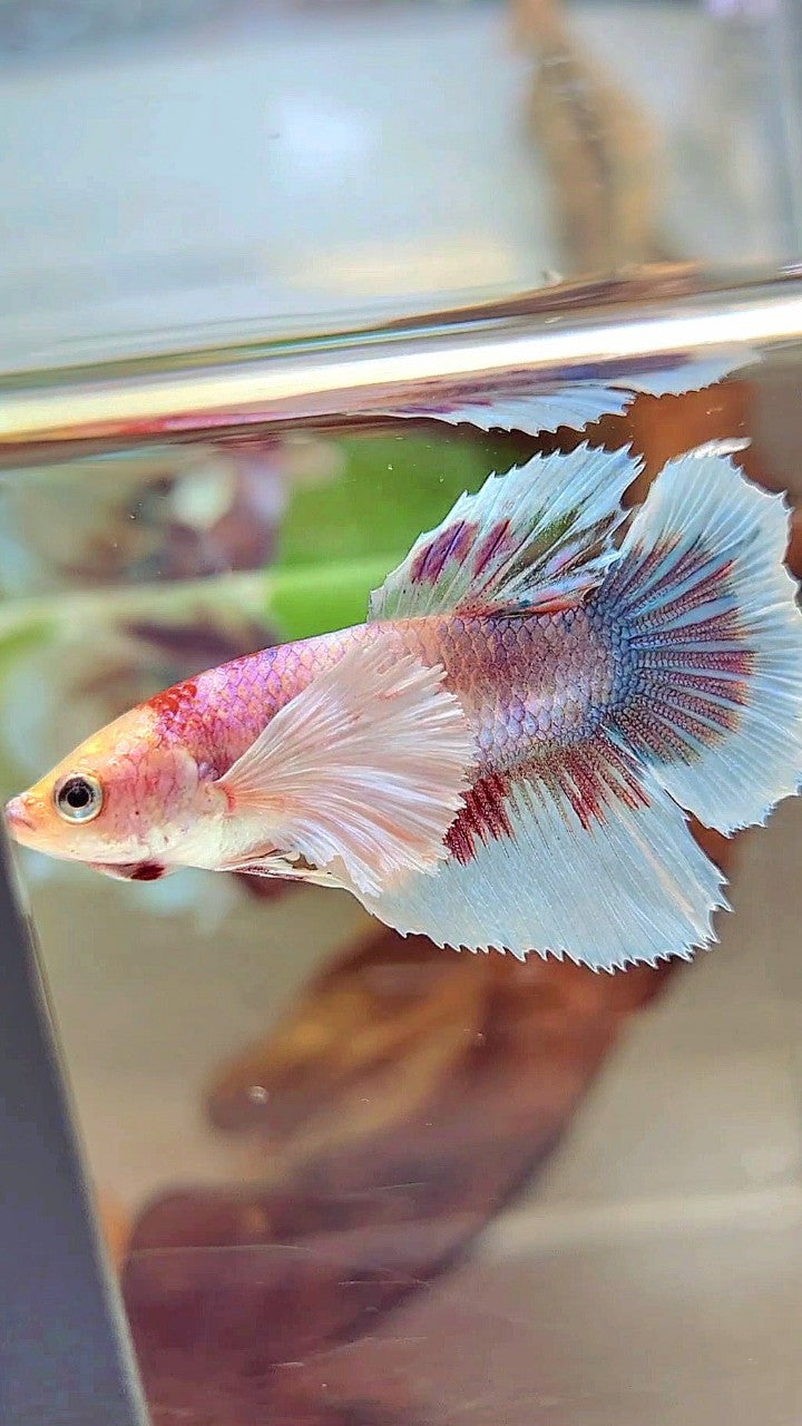 WEIBLICHER HALFMOON SUPER DUMBO OHR FANTASTISCHER MEHRFARBIGER BETTA-FISCH