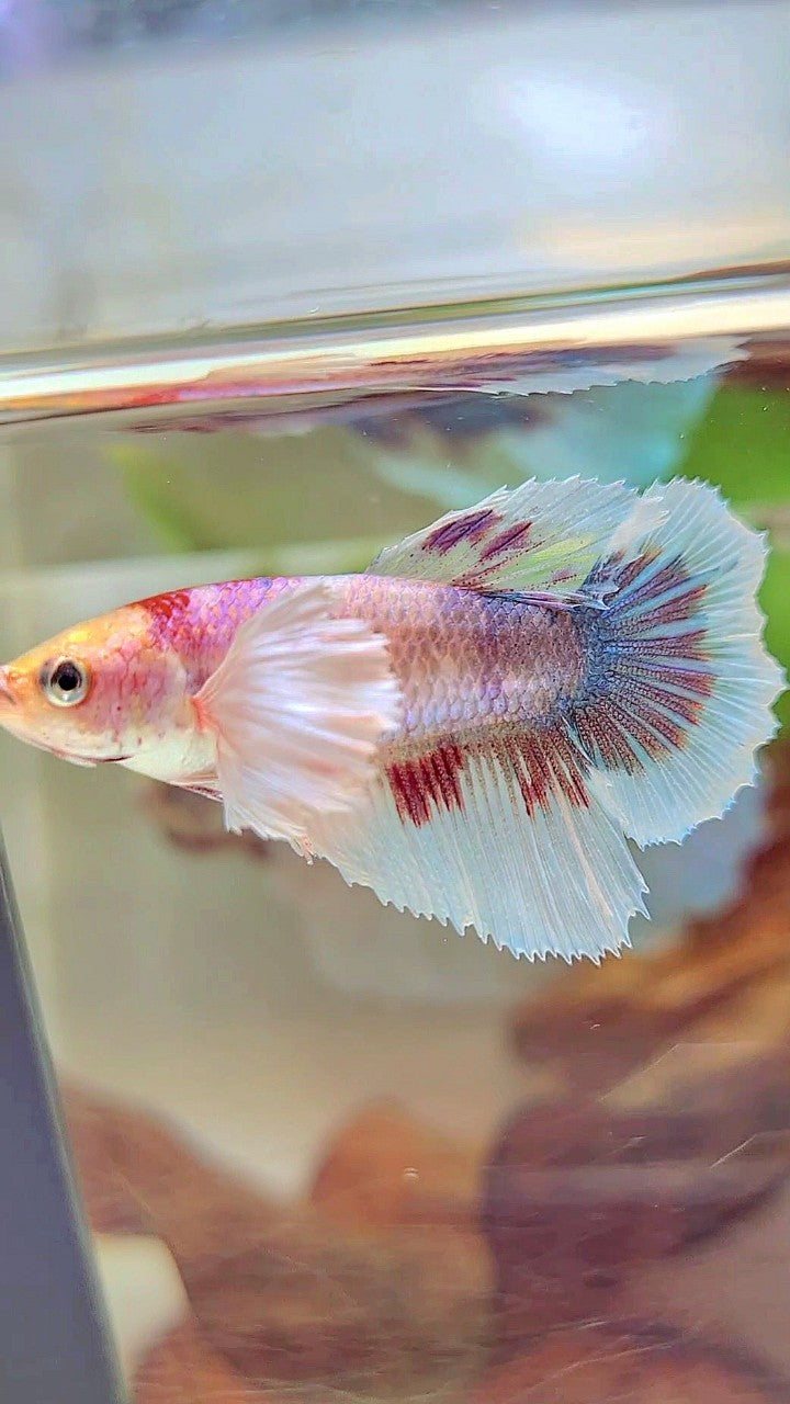 WEIBLICHER HALFMOON SUPER DUMBO OHR FANTASTISCHER MEHRFARBIGER BETTA-FISCH