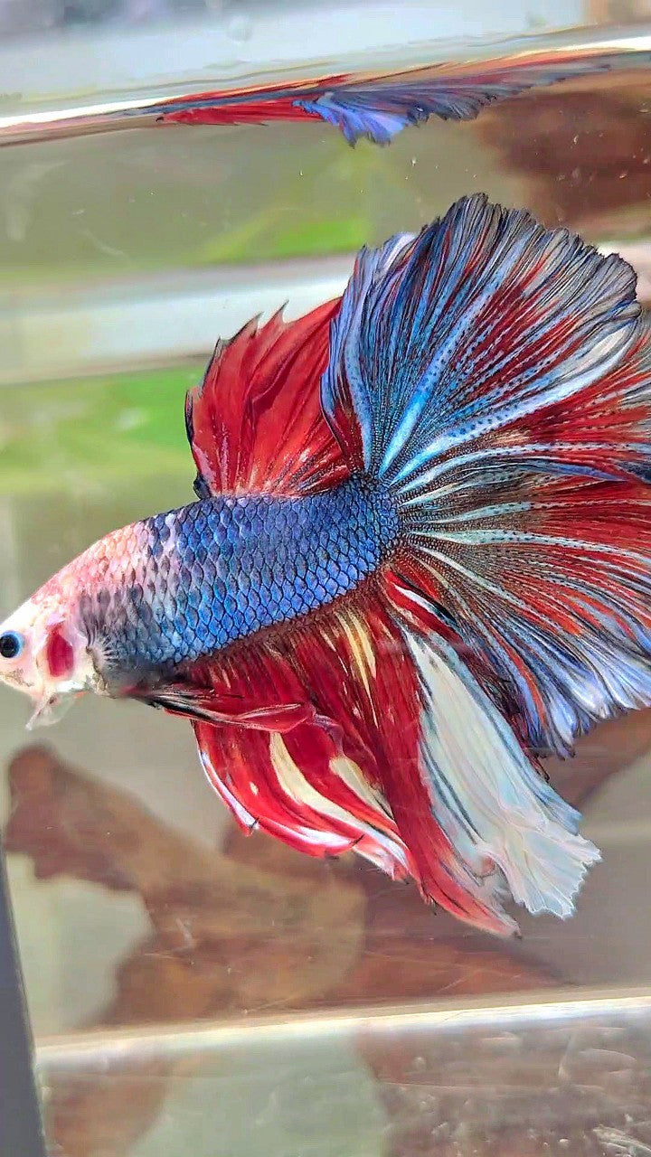 XL HALFMOON ROSETAIL BAREFACE BLUE RED PATTERN MULTICOLOR BETTA FISH