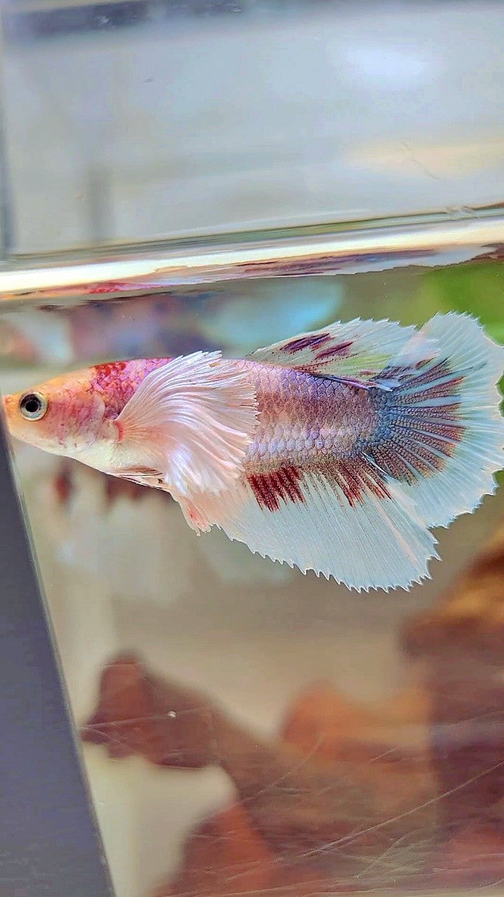 WEIBLICHER HALFMOON SUPER DUMBO OHR FANTASTISCHER MEHRFARBIGER BETTA-FISCH