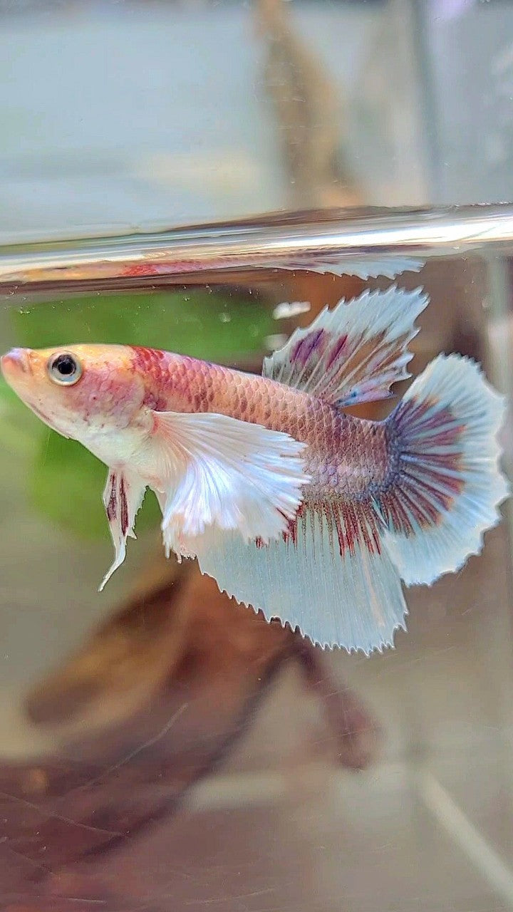 WEIBLICHER HALFMOON SUPER DUMBO OHR FANTASTISCHER MEHRFARBIGER BETTA-FISCH