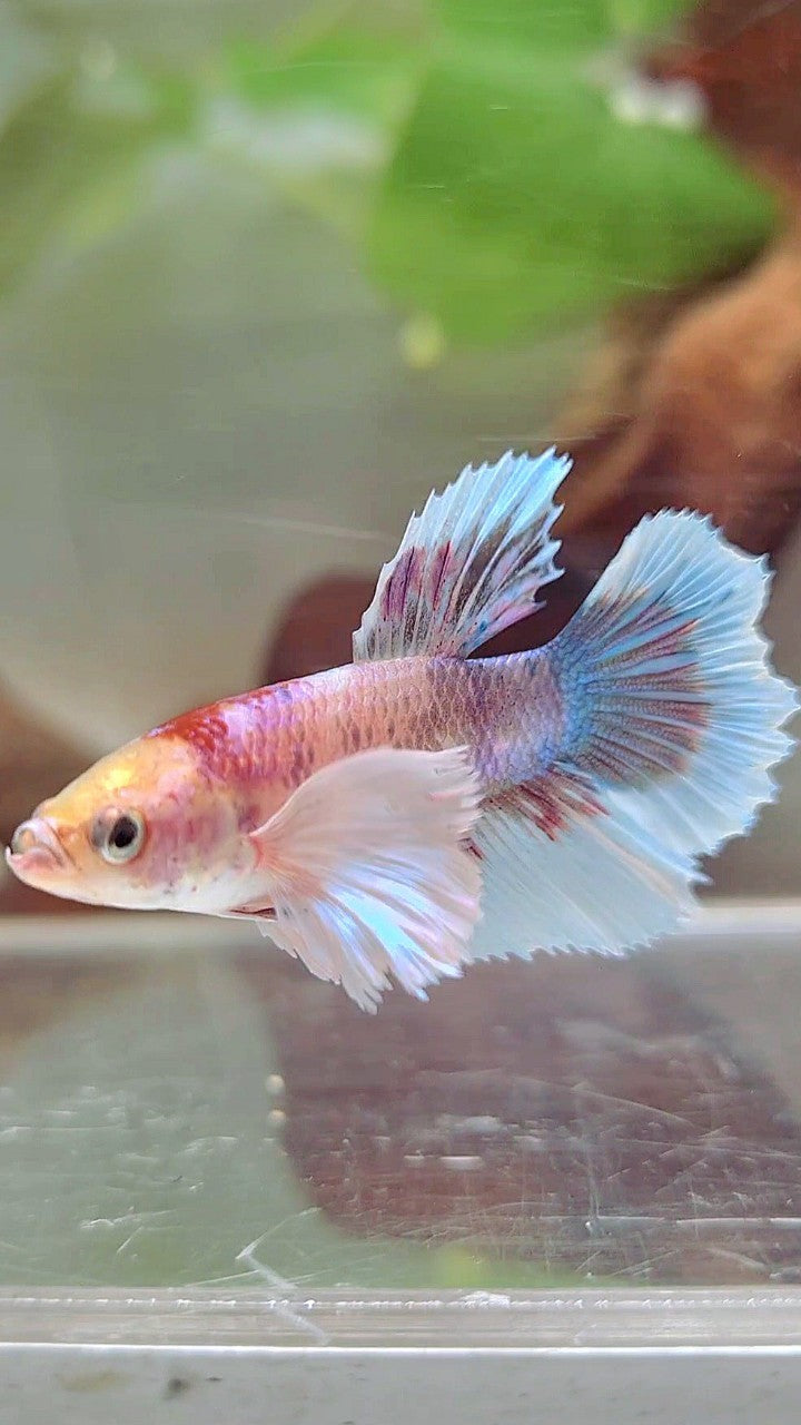 WEIBLICHER HALFMOON SUPER DUMBO OHR FANTASTISCHER MEHRFARBIGER BETTA-FISCH