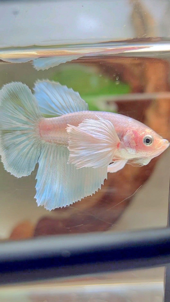 FEMALE HALFMOON SUPER DUMBO EAR WHITE UNICORN BETTA FISH