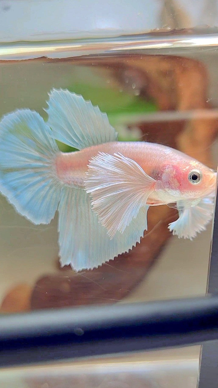 FEMALE HALFMOON SUPER DUMBO EAR WHITE UNICORN BETTA FISH