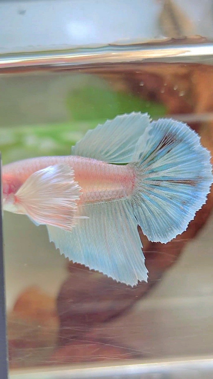 FEMALE HALFMOON SUPER DUMBO EAR WHITE UNICORN BETTA FISH