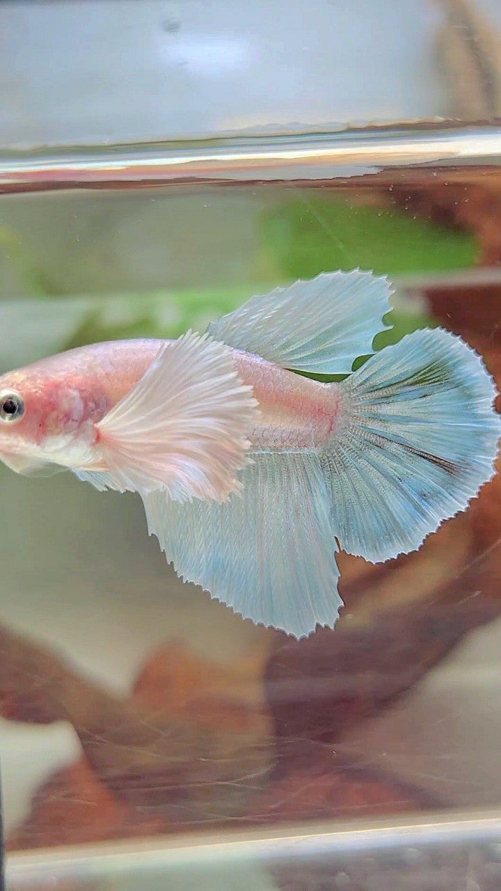 FEMALE HALFMOON SUPER DUMBO EAR WHITE UNICORN BETTA FISH