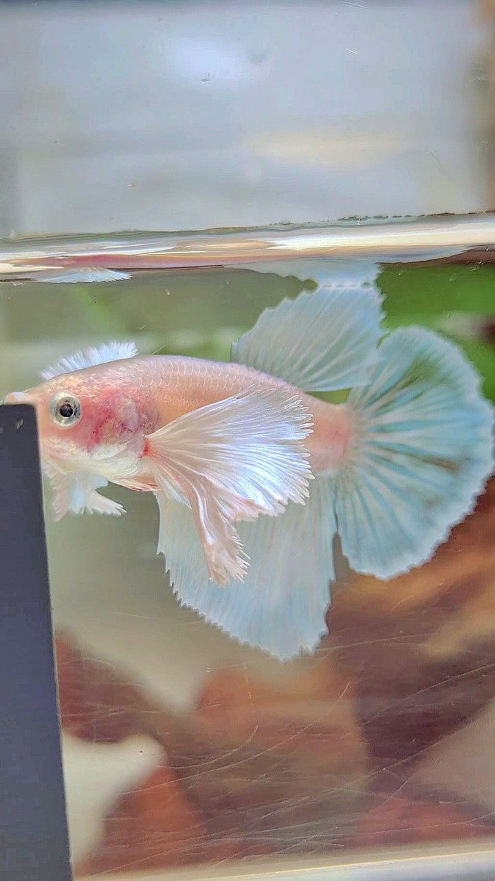 FEMALE HALFMOON SUPER DUMBO EAR WHITE UNICORN BETTA FISH