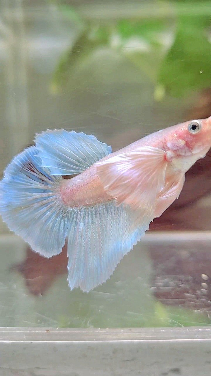 FEMALE HALFMOON SUPER DUMBO EAR WHITE UNICORN BETTA FISH