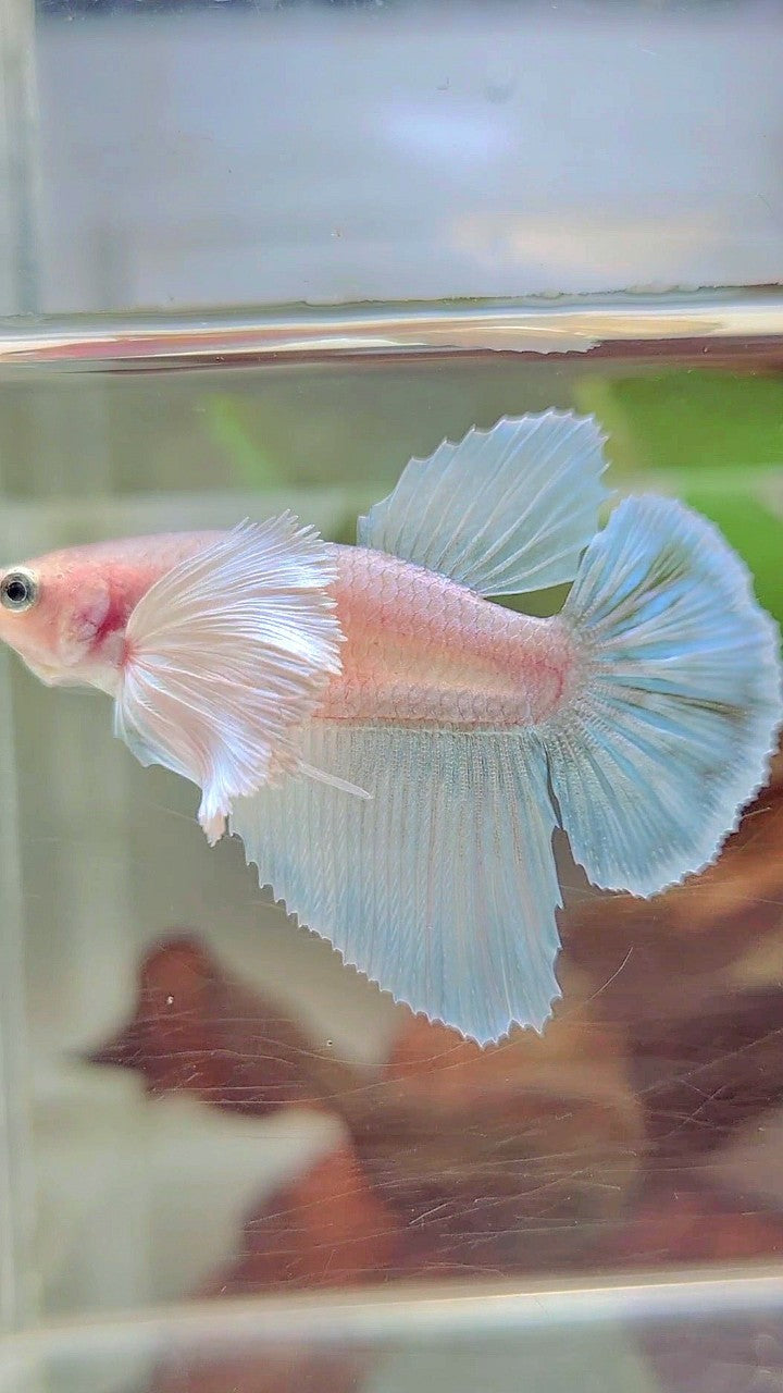 FEMALE HALFMOON SUPER DUMBO EAR WHITE UNICORN BETTA FISH