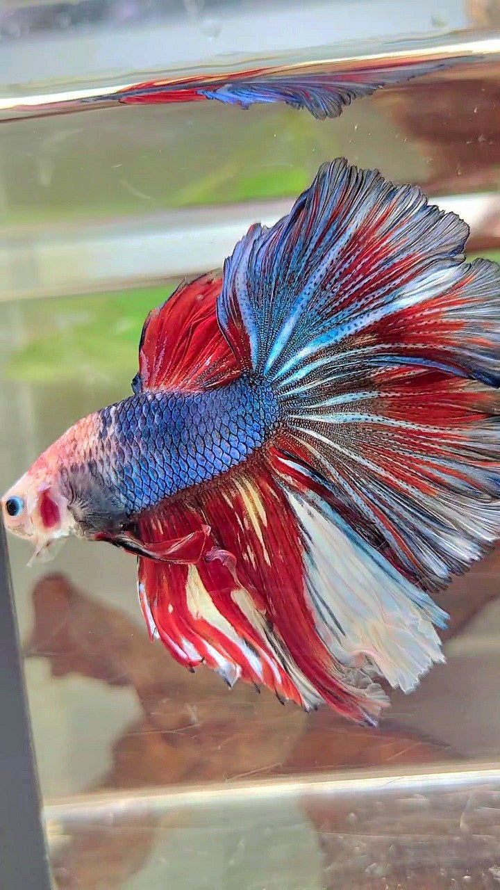 XL HALFMOON ROSETAIL BAREFACE BLUE RED PATTERN MULTICOLOR BETTA FISH