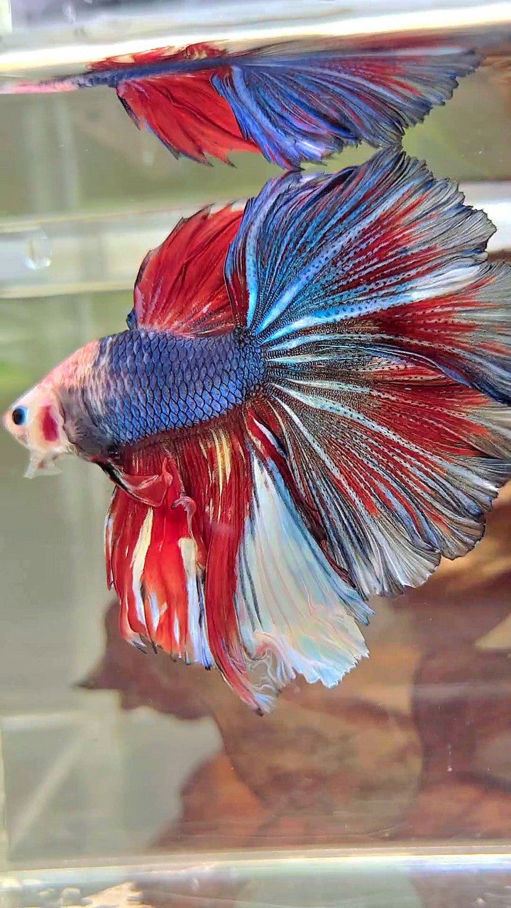 XL HALFMOON ROSETAIL BAREFACE BLAUROTES MUSTER MEHRFARBIGER BETTA-FISCH