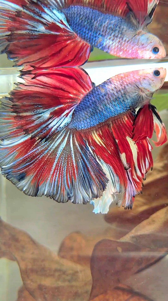 XL HALFMOON ROSETAIL BAREFACE BLUE RED PATTERN MULTICOLOR BETTA FISH