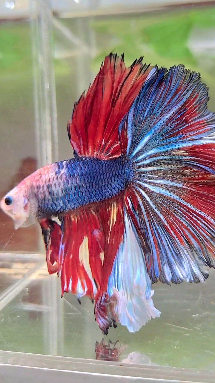 XL HALFMOON ROSETAIL BAREFACE BLUE RED PATTERN MULTICOLOR BETTA FISH