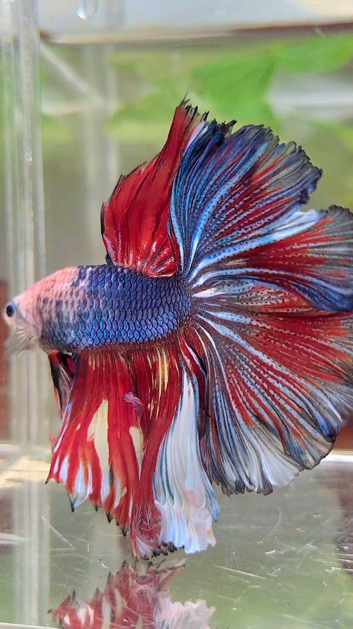 XL HALFMOON ROSETAIL BAREFACE BLAUROTES MUSTER MEHRFARBIGER BETTA-FISCH