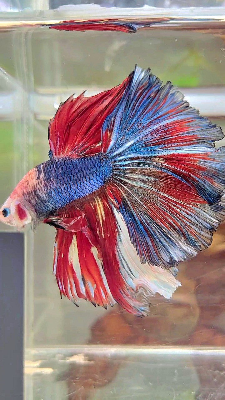 XL HALFMOON ROSETAIL BAREFACE BLAUROTES MUSTER MEHRFARBIGER BETTA-FISCH