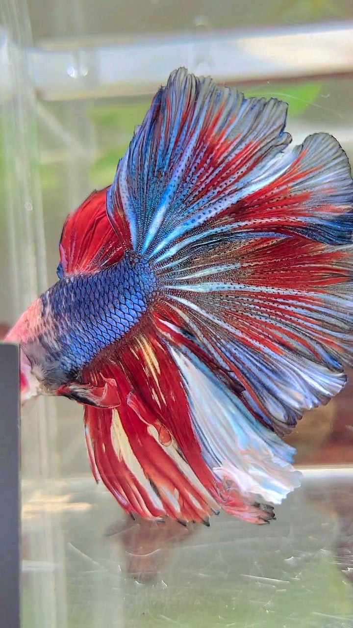 XL HALFMOON ROSETAIL BAREFACE BLUE RED PATTERN MULTICOLOR BETTA FISH